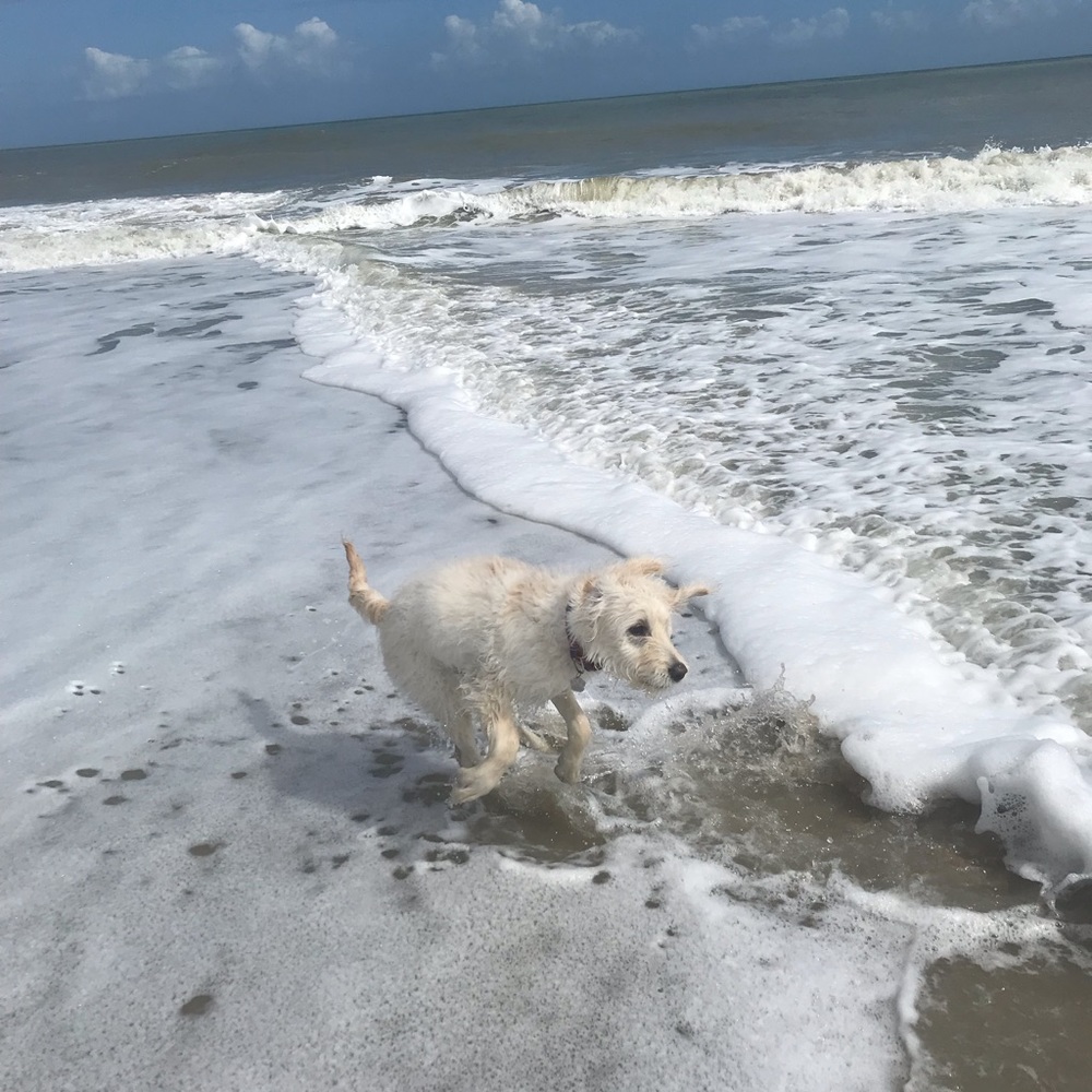 Meet your Posher, Hadley